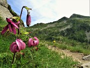27  Giglio martagone (Lilium martagon) con vista in Valegino